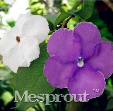 JMS New A Bag Rare Deep Blue Brunfelsia 20+ Seeds