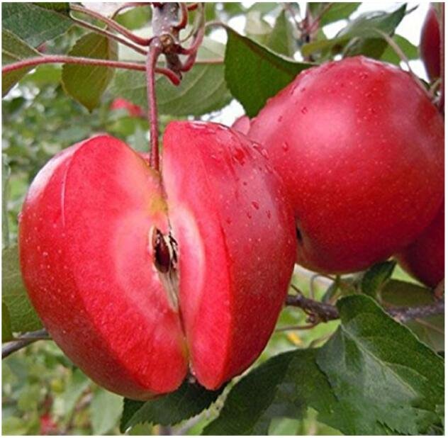 JMS 50 Pcs/Pack Red-Fleshed Apple Seeds Redlove Apple Fruit Tree Seed Garden Planting