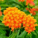 JMS 100Pcs Caesalpinia Pulcherrima Poinciana Peacock Flower Seeds Red Bird Of Paradise