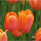 JMS 100Pcs/Bag Orange Tulip Seeds