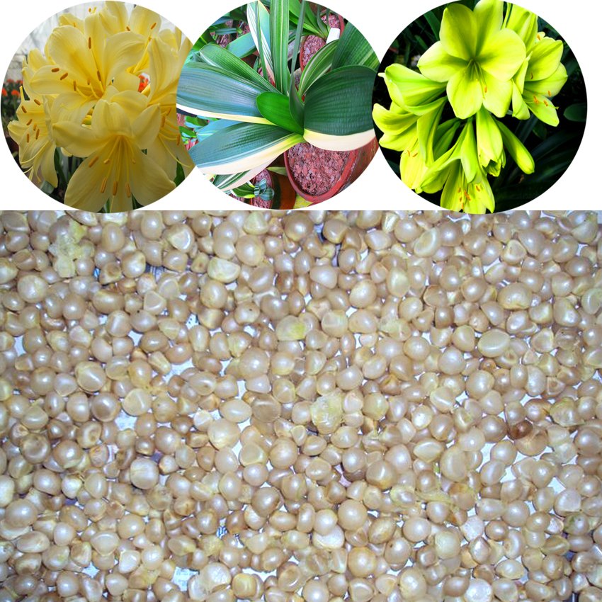 JMS  50/100 Pcs Kaffir Lily Clivia Plants Seeds Dl377C
