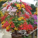 JMS 100Pcs Mix-Color 'Bougainvillea Spectabilis Willd Seeds Bonsai Flower Plant Seeds Flowers Flower