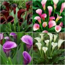 JMS New Calla Lily Root Lilies Perennial Gardening Summer Flower 100+ Seeds