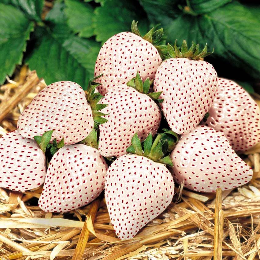 JMS White Strawberry Seeds The Hottest Fruits In Japan 100Pcs/Pack