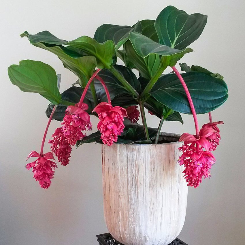 JMS Medinilla Magnifica Seeds 30Pcs Showy Medinilla Perennial Shrub Rose Grape Flowering Plants Phil