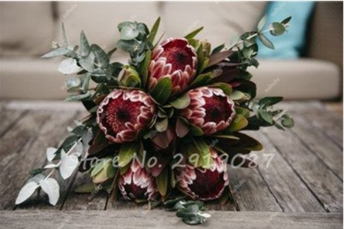 JMS Mixed JMS Rare Protea Cynaroides Seeds