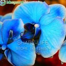JMS 100 Blue Butterfly Orchid Seeds