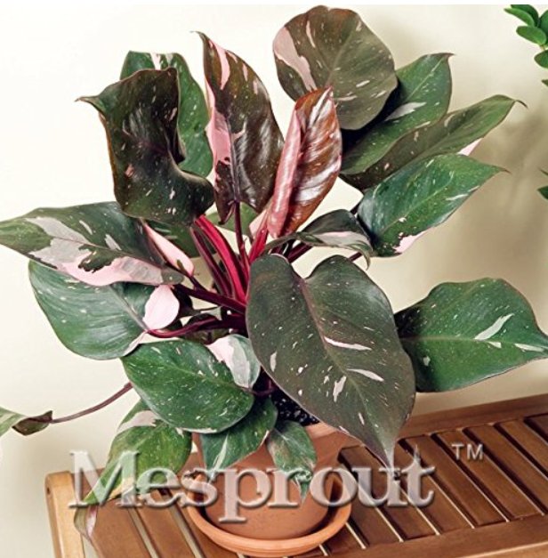 JMS 20/50/100Pcs/Bag Philodendron Erubescens Seeds Dl345C