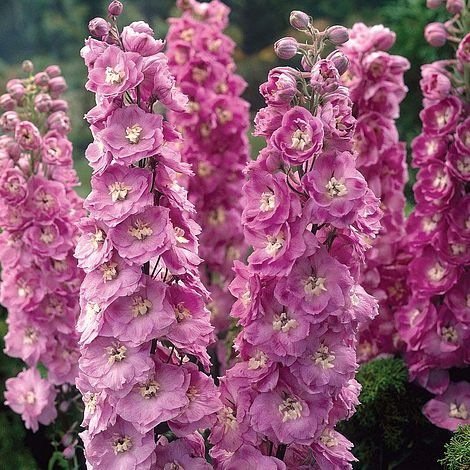 JMS 50Pcs Pinkish Light Purple Delphinium Flowers Seeds