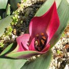 JMS Only One Piece Androcymbium Latifolium South African Plant Seeds Cup-And-Saucer Men-In-A-Boat Se