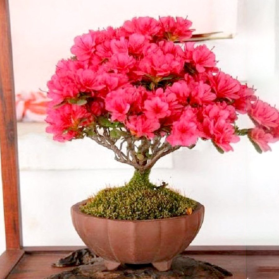 JMS Bonsai Crape Myrtle Tree Red Flowers Seeds 30Pcs (Rhododendron Simsii)