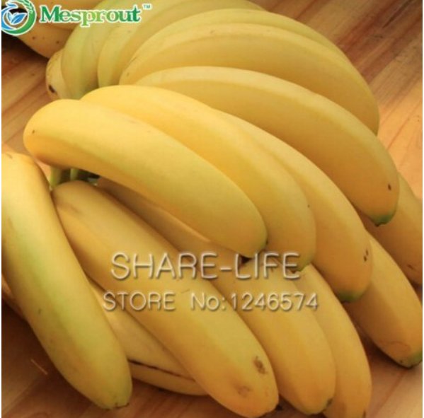 JMS 100Pcs Big Hainan Yellow Banana Seeds