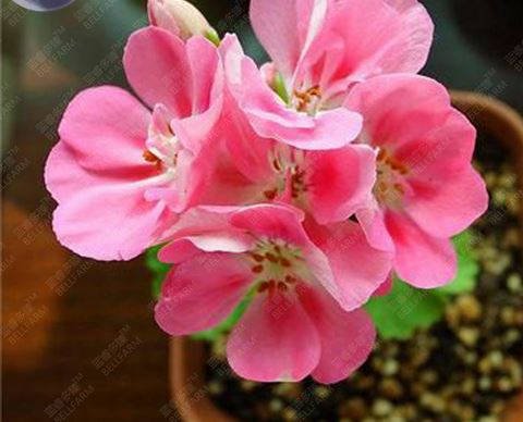 JMS  Geranium Peach Pink Red Compact Single Petals Flowers Seeds