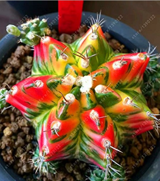 JMS 10Pcs Astrophytum Ornatum Rare Succulent Seeds 100% Genuine Variety