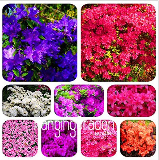 JMS 100 Mixed Japanese Azalea Seeds (Rhododendron Lateritium Planch)
