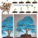 JMS Maple Tree Palatum Bonsai 20Pcs Purple Blue Ghost Japanese Flower Seeds Tree Seeds Potted Plant 