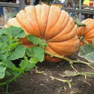 JMS 20Pcs Super Large Pumpkin Seeds