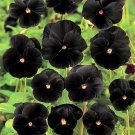 JMS Viola Pansy Clear Chrystals Black 50 Seeds Garden Seeds