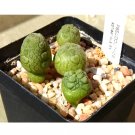 JMS 1Pc Pseudolithos Sphaericust Seed