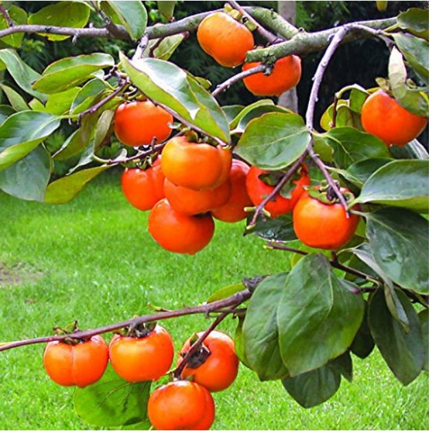 JMS Rare Persimmon Seed Organic Non-Gmo  Juicy Succulent Fruit Trees 20 Pcs/Bag
