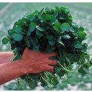 JMS +500 Pcs Seeds Of Watercress Greens Aqua Seeds E52, Heirloom Organic Non-Gmo