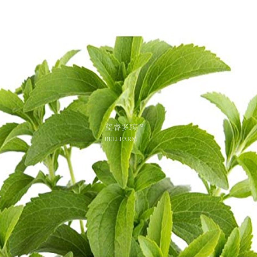 JMS 400 Stevia Herbs Seeds Green Herb
