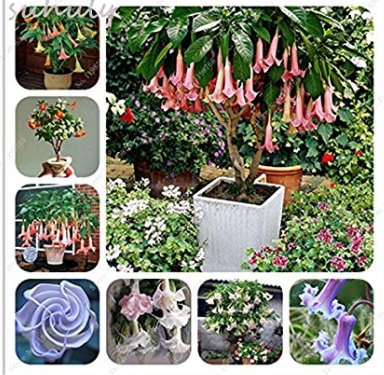 JMS 100 Pcs Mix Colors Bonsai Fragrant Flower Dwarf Brugmansia Datura Seeds Rare Brugmansia Angel Tr