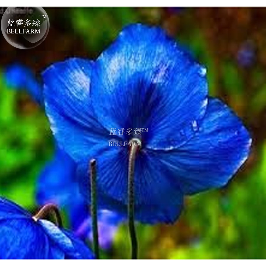 JMS New Poppy , Himalayan , Blue Meconopsis , Rare Perennial Flower , 50 + Seeds