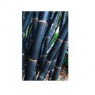 JMS Rare JMS Java Black Bamboo Seeds Gigantochloa Artroviolacea 100 + Seeds