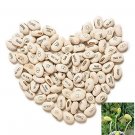JMS 100Pcs Lot Mini Magic White Bean Seeds Gift Plant Growing Message Word Love Office Home