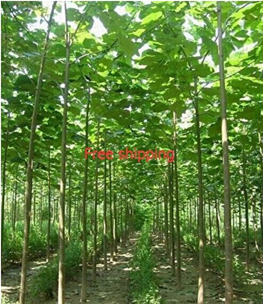 JMS 200Seeds/Pack Fast Growing Tree  Paulownia Seeds