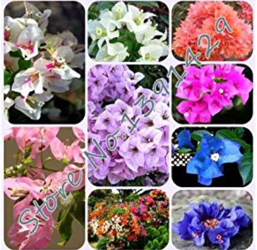 JMS 50 Pcs/ Bag Rare Bougainvillea Seeds Dl245C
