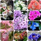 JMS 50 Pcs/ Bag Rare Bougainvillea Seeds Dl245C