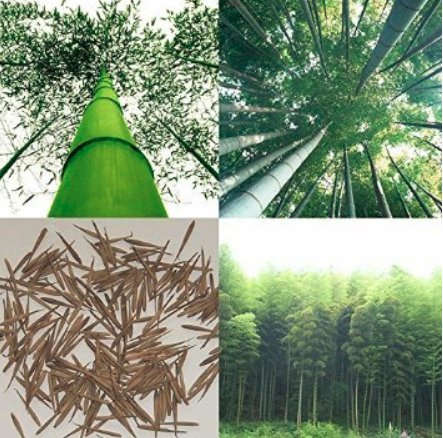 JMS 100 Pcs Giant JMS Moso Bamboo Seeds