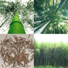 JMS 100 Pcs Giant JMS Moso Bamboo Seeds