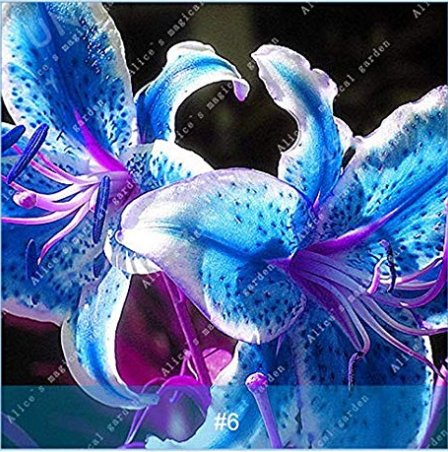 JMS 1 Pcs Colourful Lily Bulb Bonsai Rare Perennial Fragrant Plants Flower Bulbs Not Seeds Rainbow F