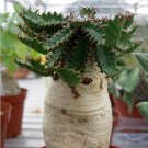 JMS 10 Pcs Euphorbia Stellata Rare Succulent Plants Seeds