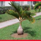 JMS 10 Pcs/Bag Bottle Palm Tree Seeds Exotic Plants Bonsai Tree Tropical Ornamental Flower Evergreen