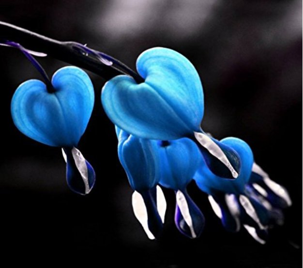 JMS 10Pcs Blue Bleeding Heart Seeds