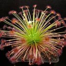 JMS Drosera Paradoxa Carnivorous Very Rare Plant 10 Seeds Woolly Sundew Petiolaris