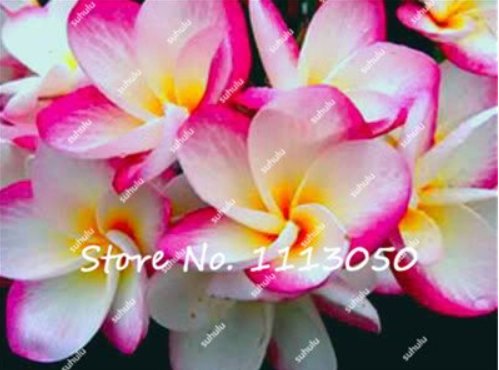 JMS 200Pcs/Bag Plumeria Seeds