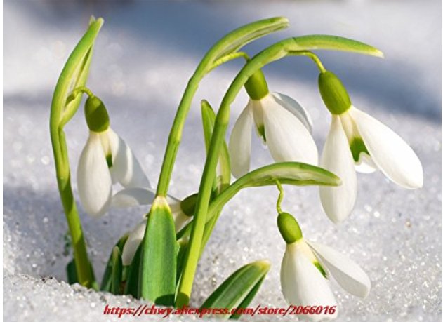 JMS 200Pcs Common Snowdrop Flower Seeds