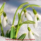 JMS 200Pcs Common Snowdrop Flower Seeds