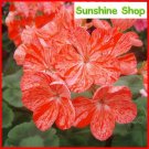 JMS Geranium 'Avenida' Pink Orange Flowers, 10Pcs Pelargonium Heirloom Single Petals Bonsai For Home