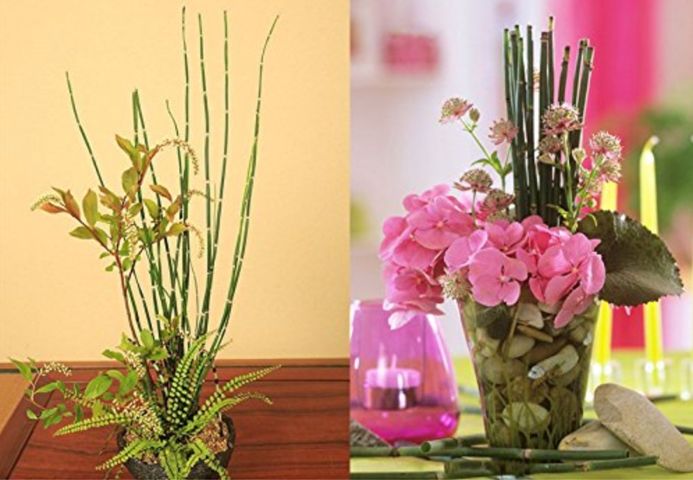 JMS 50 Bamboo Seeds Rare Mini Black Moso Bamboo Seeds Pack Bambusa Lako Tree Seeds