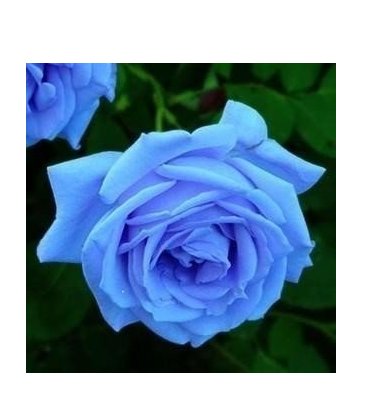JMS Sky Blue Rose Seeds 100+