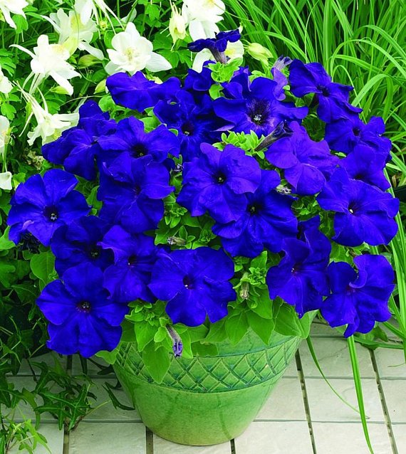 JMS 100 Seeds/Pack, Rare Sky Blue Petunia Seeds Bonsai Flower Annual Morning Glory Potted Flower For