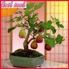 JMS 100Pcs Rare Tropical Fig Seeds Mini Fig Tree Bonsai Plant Seeds Rare Fruit Seeds For Home Planti