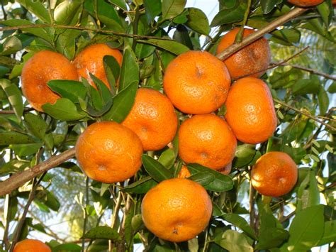 JMS Tangerine Seeds, Sweet Citrus Tangerina Seeds, Live JMS Seed (20 Seeds)