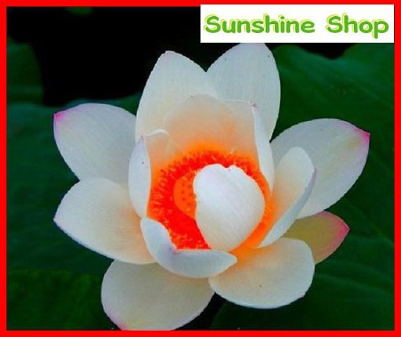 JMS Red Heart Lotus Flower Seeds Gorgeous Aquatic Plant Diy Home Garden